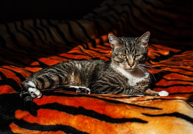 Zdjęcie portret kota siedzącego na łóżku