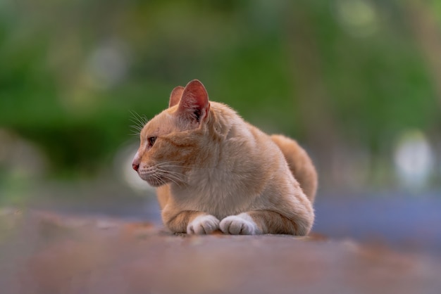 Portret kota siedzącego na świeżym powietrzu w parku