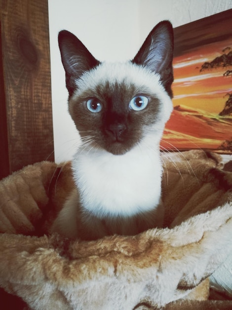 Zdjęcie portret kota siedzącego w koszu