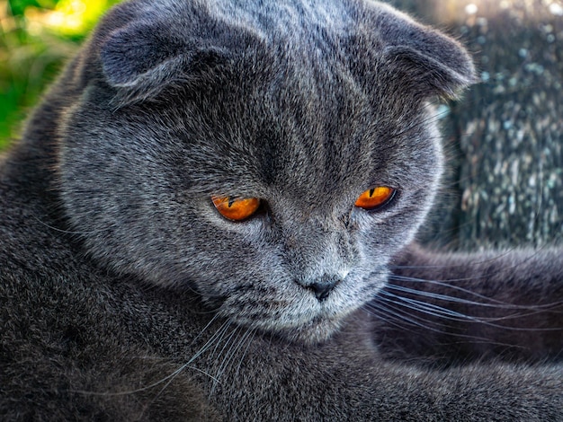 Portret kota szkockiego zwisłouchy z pomarańczowymi oczami