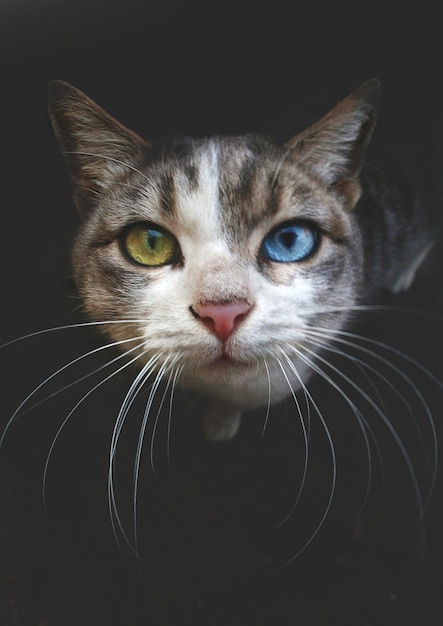 Portret kota tabby na czarnym tle