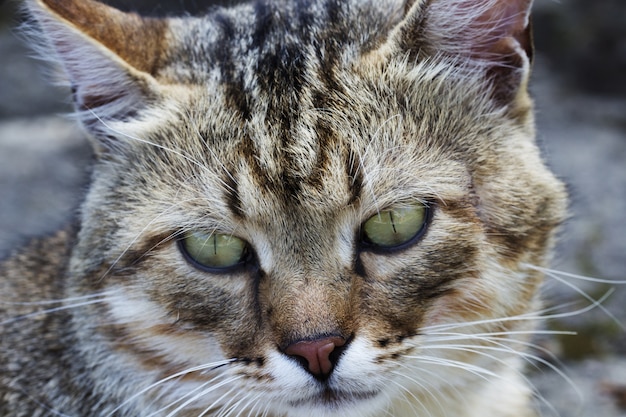 Portret kota twarz kota z bliska na ulicy