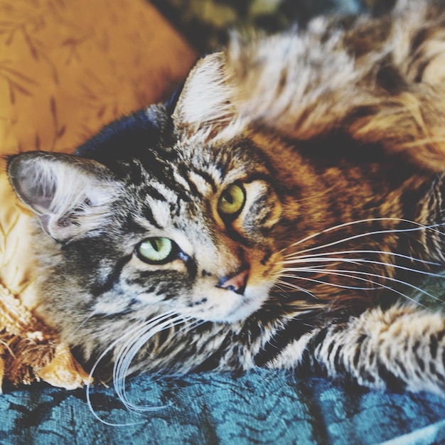 Zdjęcie portret kota w domu z wysokim kątem