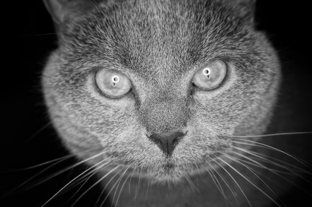 Zdjęcie portret kota z bliska na czarnym tle