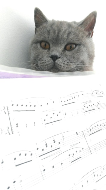 Zdjęcie portret kota z bliska według nut muzycznych w domu