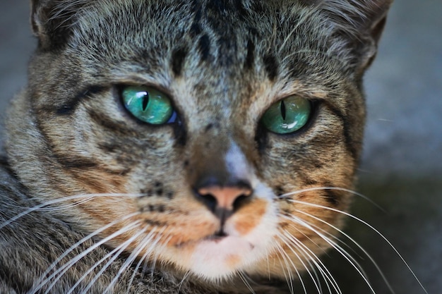 Zdjęcie portret kota z bliska