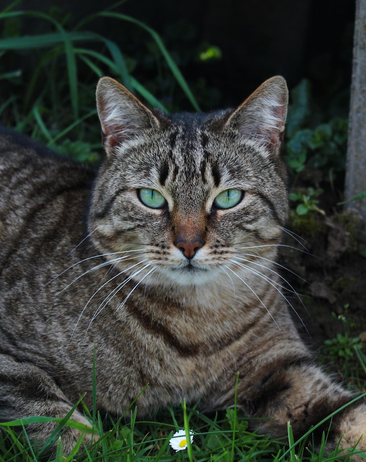 Zdjęcie portret kota z bliska