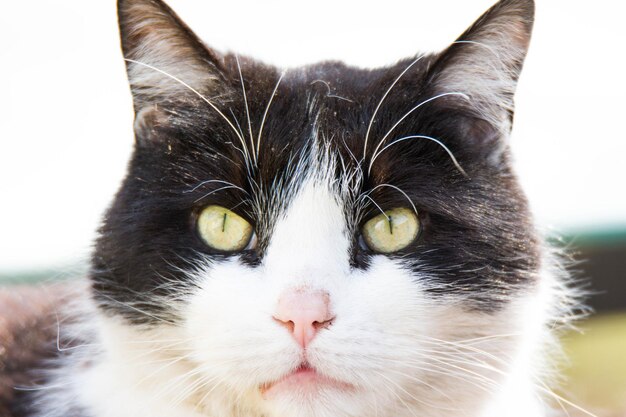 Zdjęcie portret kota z bliska