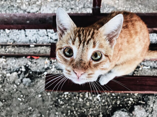 Portret kota z bliskim planem