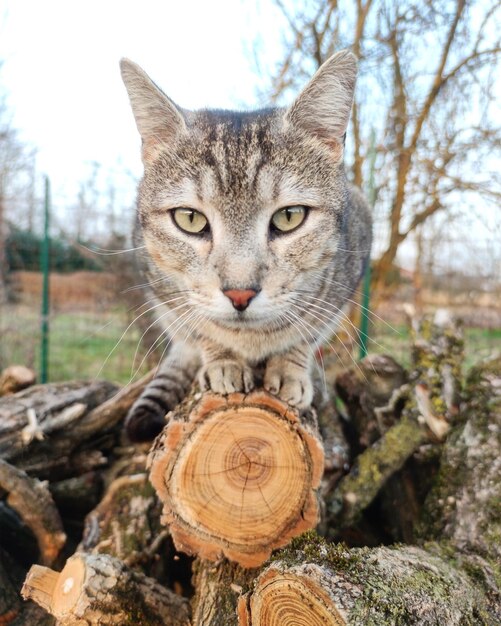 Zdjęcie portret kota