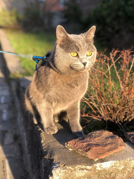 Zdjęcie portret kota