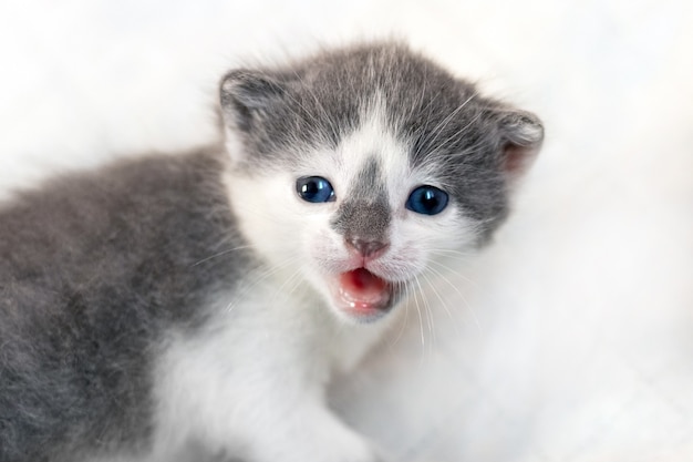 Portret kotka z biało-szarym futrem, małego kota