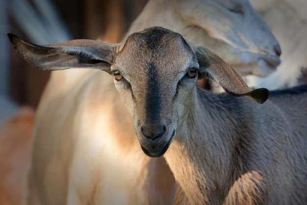 Portret kozy anglonubijskiej z bardzo dużymi uszami