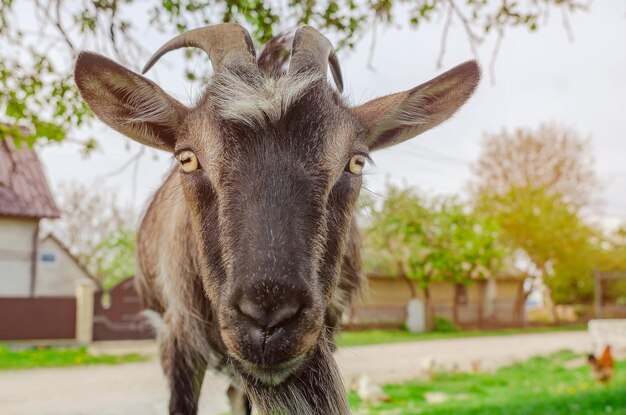 Portret kozy patrzącej w kamerę Wypasa się w wiosce niedaleko domu