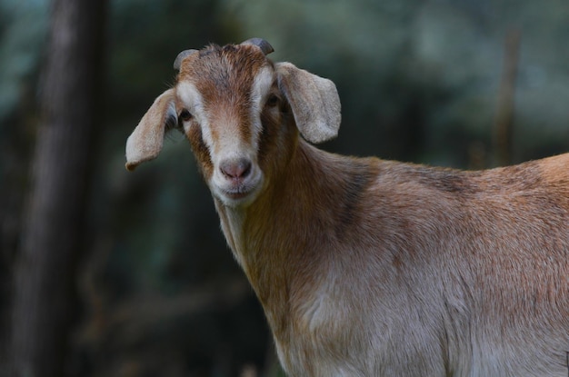 Portret kozy z bliska
