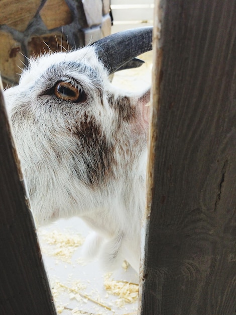 Zdjęcie portret kozy z bliska