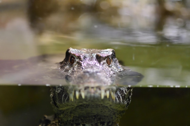 Portret krokodila pływającego w jeziorze