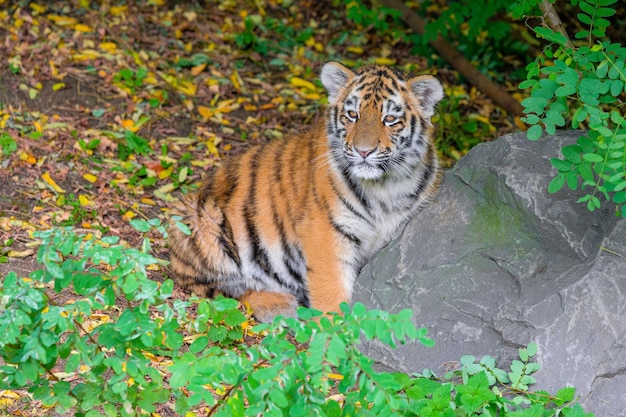 Portret królewskiego tygrysa bengalskiego alertu i rzucający się w kamerę Tygrys wyglądający na aparat fotograficzny