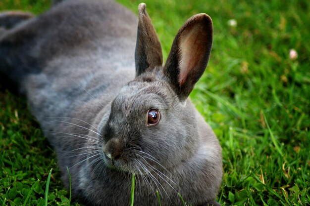 Zdjęcie portret królika z bliska na trawie