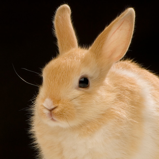 Portret królika
