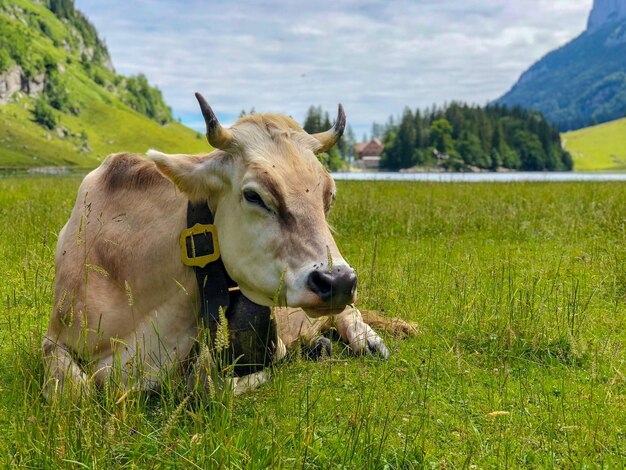 Zdjęcie portret krowy na polu
