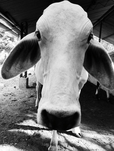 Portret krowy z bliska