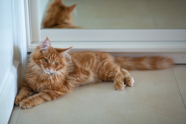 Portret kryty piękny czerwony pręgowany kotek rasy Maine Coon leżący w pobliżu lustra. Miejsce na tekst