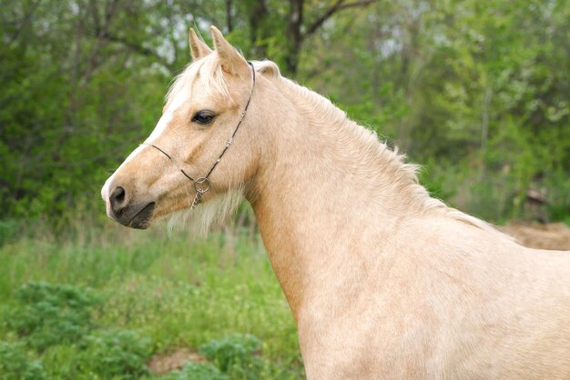 Portret kucyka walijskiego palomino na tle zielonych liści zbliżenie