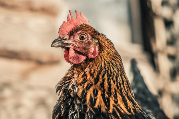 Zdjęcie portret kurczaka z boku