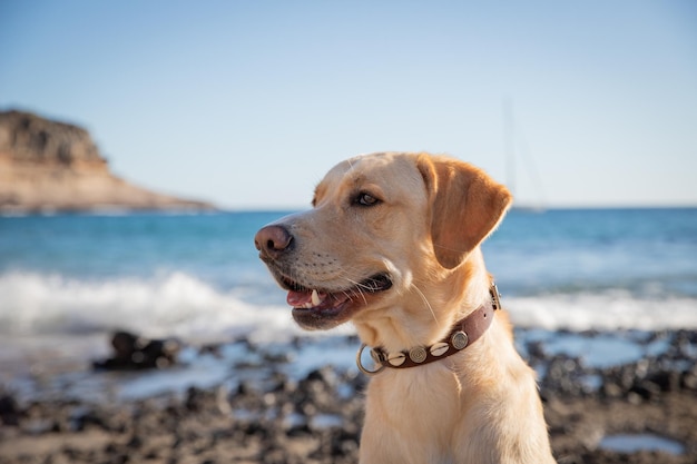 Portret labradora retrievera na plaży po lewej stronie