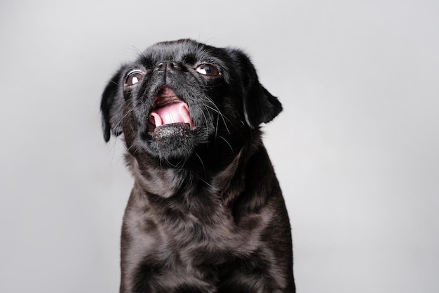 Portret ładnego psa brabancon lub griffon patrzącego w kamerę z otwartymi ustami i językiem, siedzącego na białej ścianie z bliska strzał