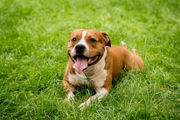 Portret ładny amerykański staffordshire terrier w parku