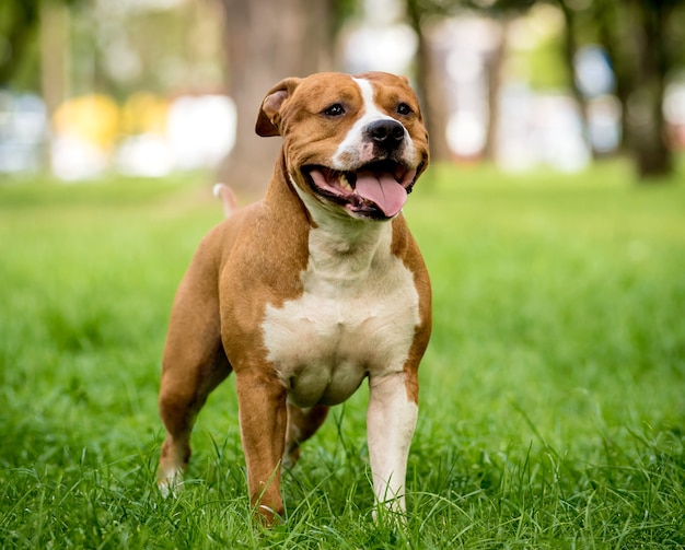 Portret ładny amerykański staffordshire terrier w parku