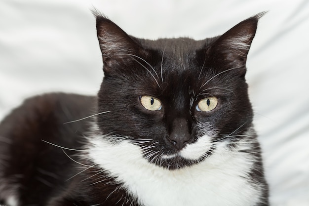 Portret ładny czarno-biały kot długowłosy z żółtymi oczami