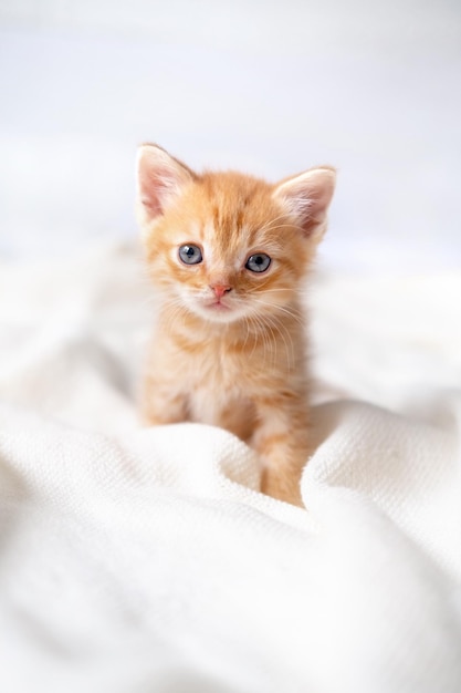 Portret ładny pasiasty czerwony rudy kociak z dużymi oczami leżący na białym łóżku w domu kotek patrząc na kamery Koncepcja szczęśliwy urocza kot zwierzęta