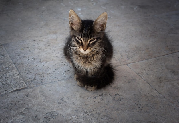Portret ładny piękny kotek jako zwierzę domowe