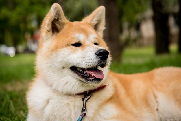 Portret ładny Pies Akita Inu W Parku.