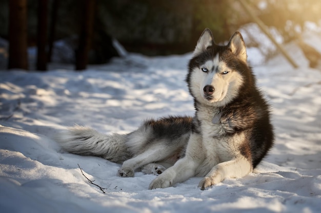 Portret ładny pies husky na śniegu w słoneczny wieczór