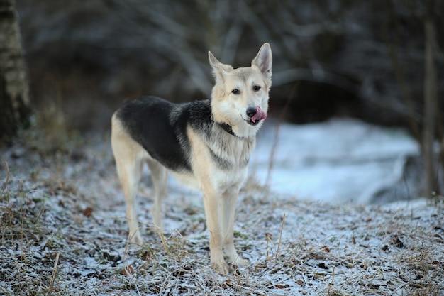 Portret ładny pies husky rasy mieszanej siedzi na zimowej łące