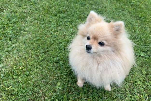 Portret ładny pies szpic pomorski młody puszysty szczeniak na zielonej trawie w letni dzień miniaturowy