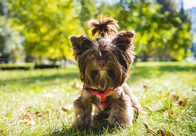 Portret ładny pies yorkshire terrier w parku.