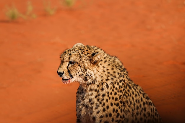 Portret lamparta z profilu na pustyni Kalahari Namibia