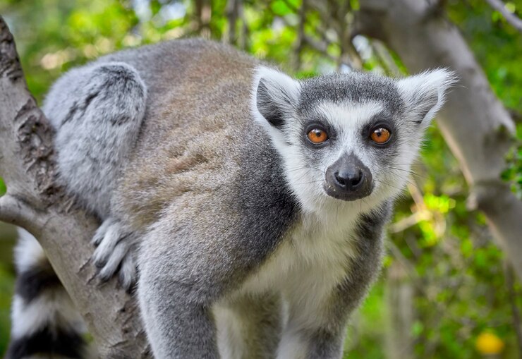 Portret lemur w gałąź drzewo