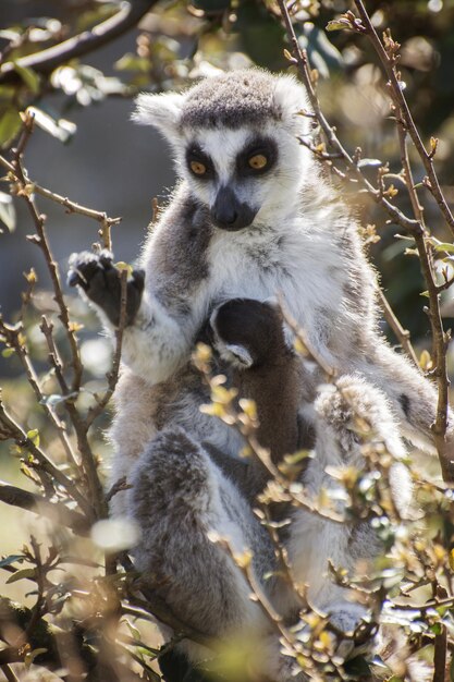 Zdjęcie portret lemura i dziecka siedzącego na gałęzi