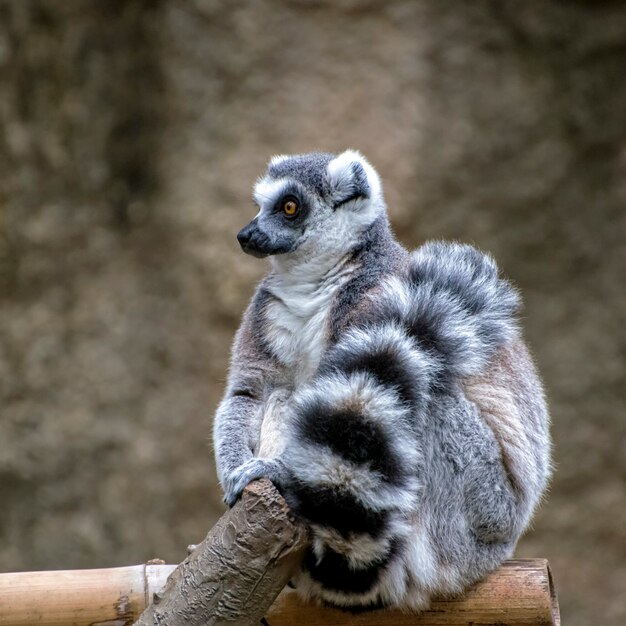 Portret Lemura Katta Z Ogonem Owiniętym Wokół Siebie