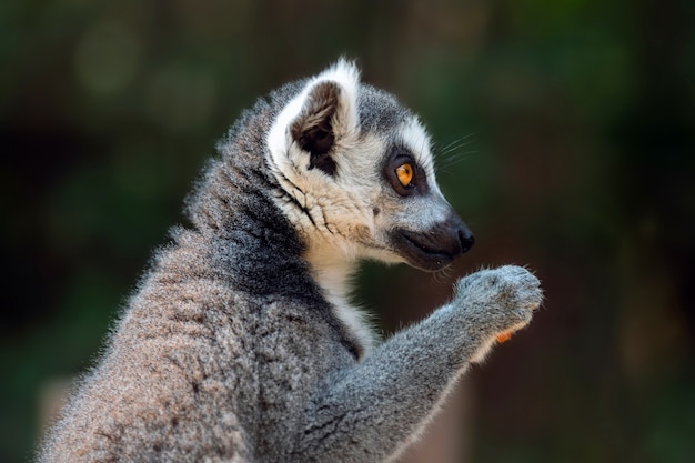 Zdjęcie portret lemura na ciemnym tle