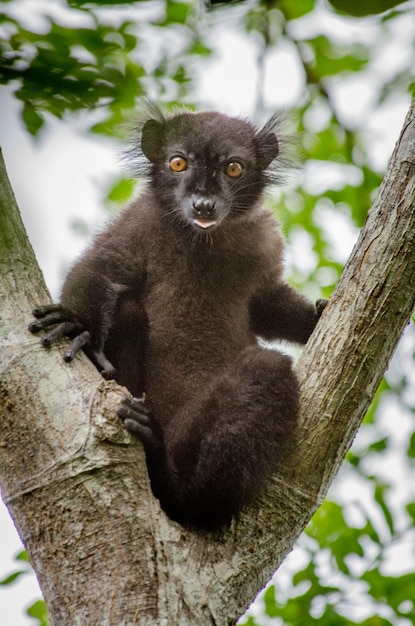 Portret lemura na drzewie z niskim kątem