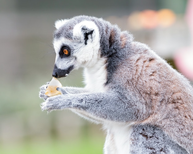 Zdjęcie portret lemura