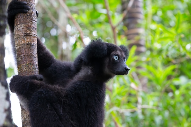 Portret Lemurów Indri W Lesie Deszczowym Na Madagaskarze