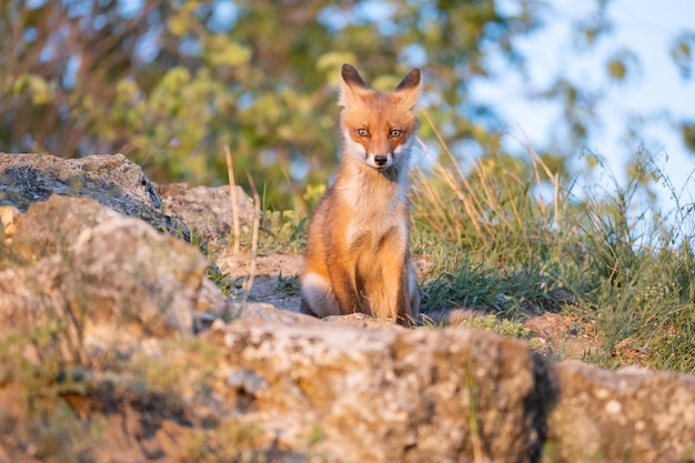 Zdjęcie portret lisa rudego cub vulpes vulpes na wolności.